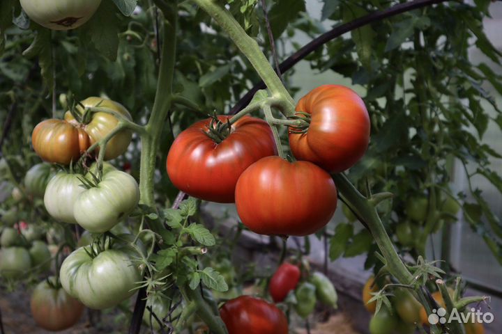 Помидоры домашние