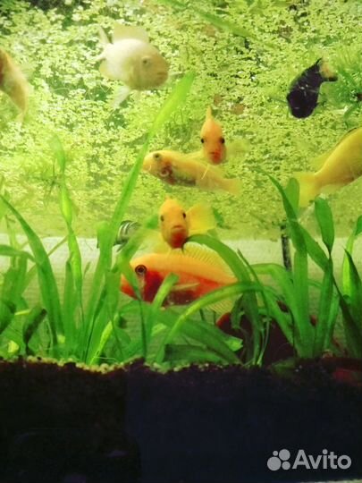 Апистограмма Рамирези Темный Сапфир