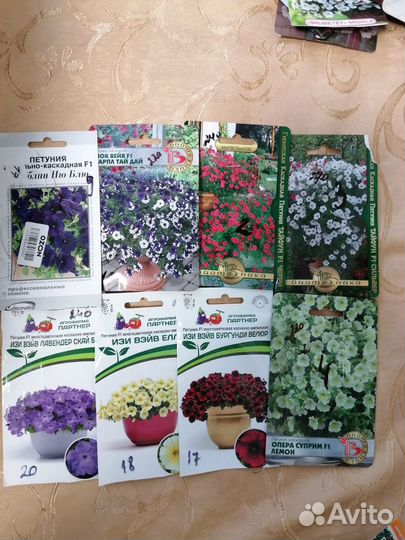 Цветы многолетники,рассада