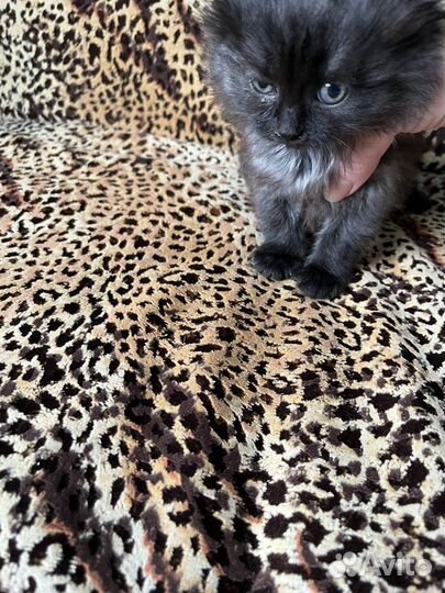 Отдам в добрые руки