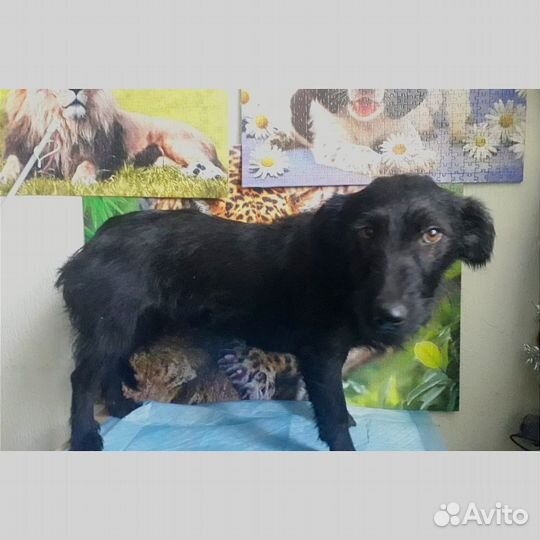 Милейшая собачка ищет дом