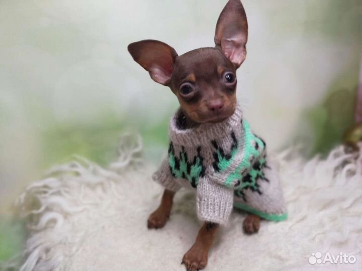 Одежда для собак и кошек