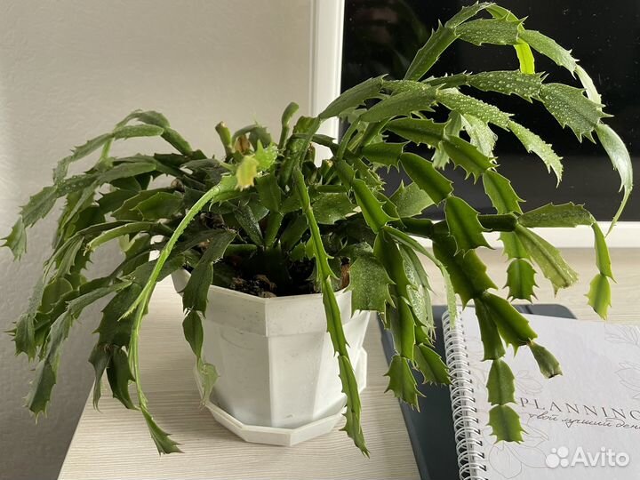 Домашний комнатный цветок растение Декабрист