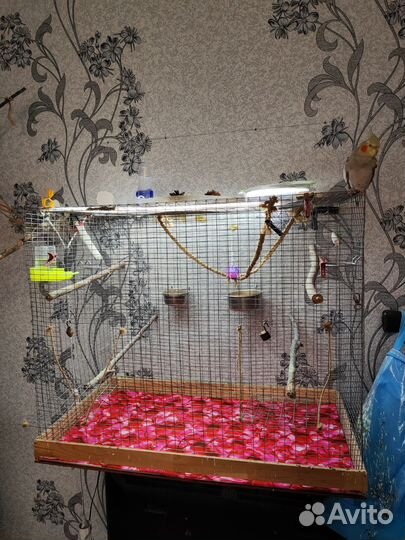 Попугай корелла с клеткой