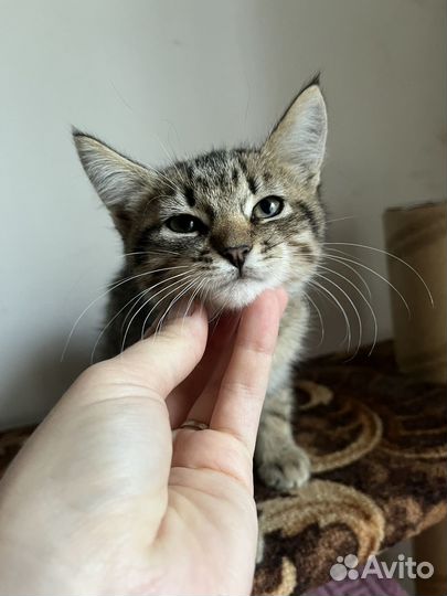 Котята (м/ж) в заботливые руки