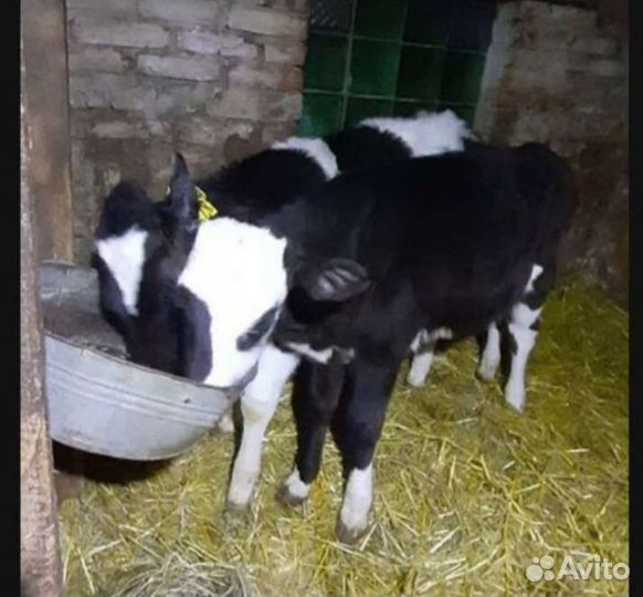 Бычки и телочки