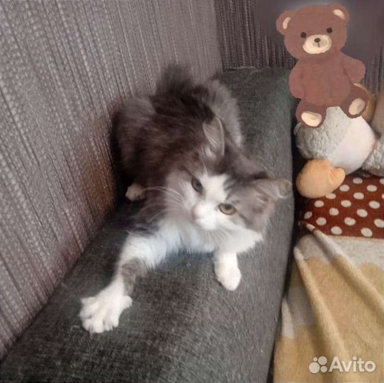 Веселая и игривая кошечка Ася ищет дом