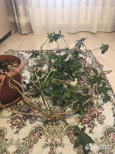 Цветок комнатный Филодендрон