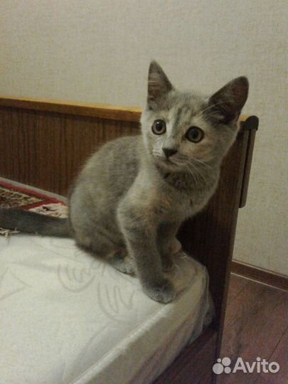 Красивый котенок серого окраса