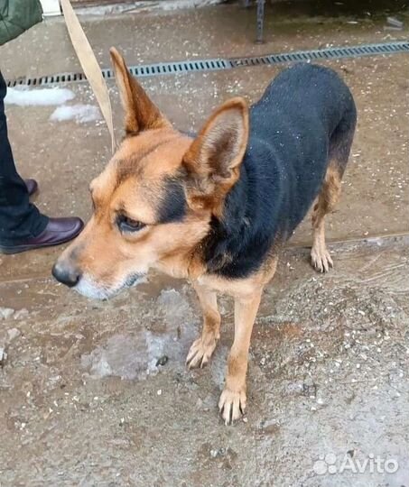 Собака в добрые руки