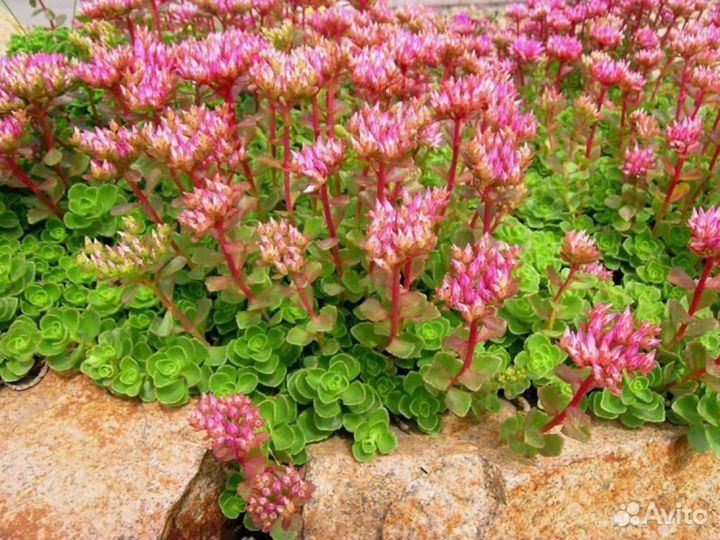 Очитки многолетники