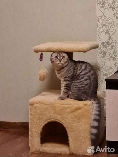 Шотландский вислоухий кот вязка