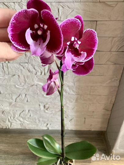 Орхидея биглип