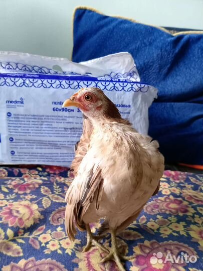 Малазийская серама