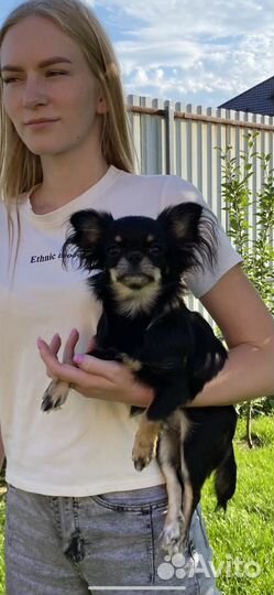 Чихуахуа девочка