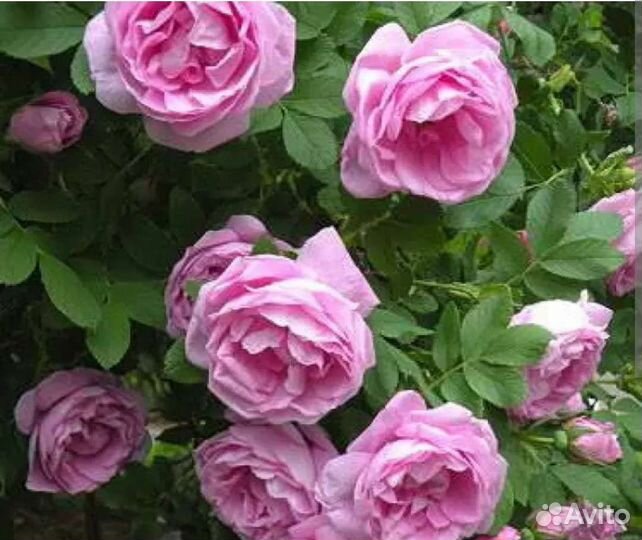 Роза парковая Васагейминг, спирея Билларда