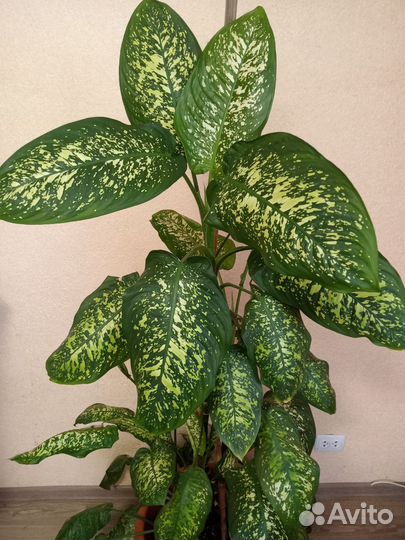 Диффенбахия