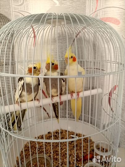 Попугай корелла птенец