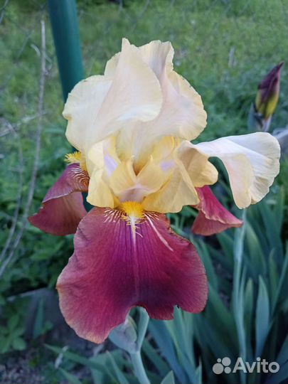 Ирисы бородатые, разные