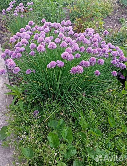 Лук декоративный