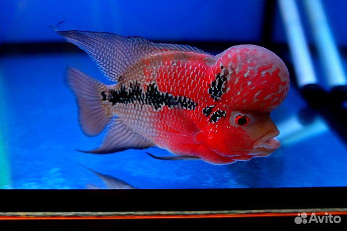 Цихлазома Фловер Хорн красный дракон