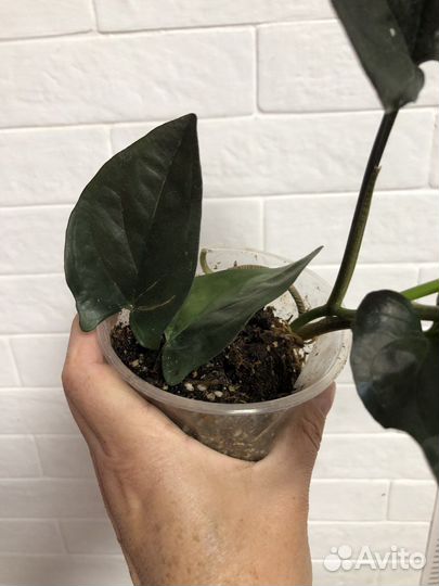 Стнгониум эритрофиллум Ред Эрроу