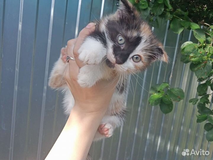 Вислоухий котёнок бесплатно