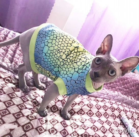 Одежда для кошек, сфинксов