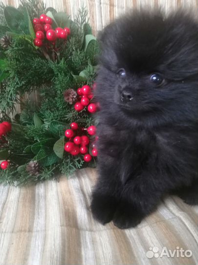 Щенки немецкого шпица
