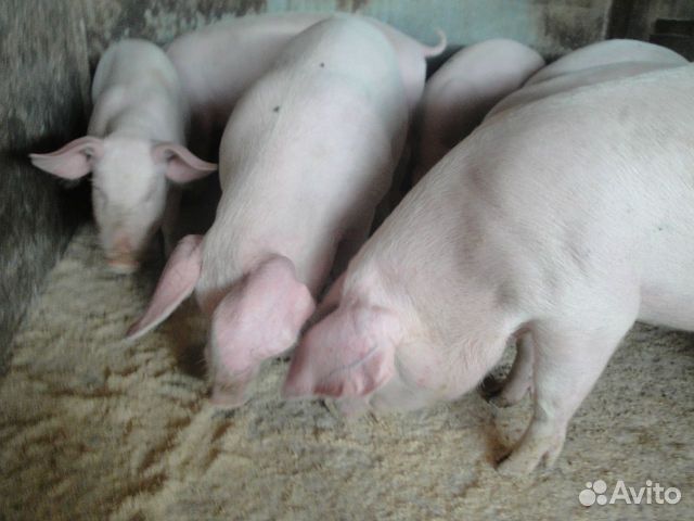 Поросята