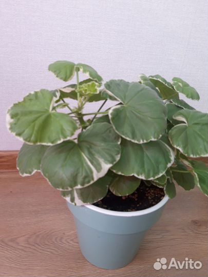 Пеларгония