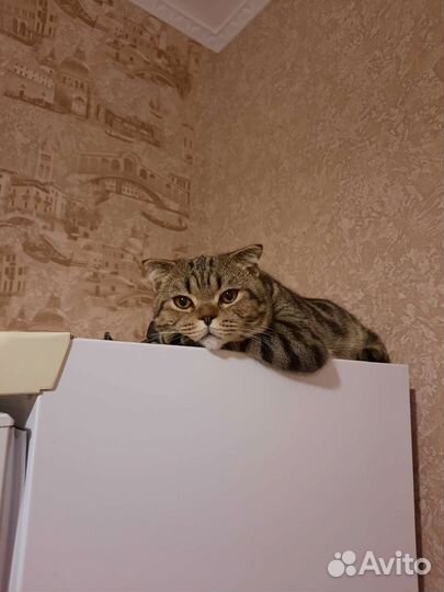 Шотландский кот вязка