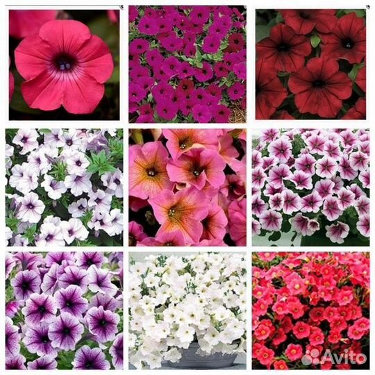 Рассада петунии Тайдал, Опера и петхоа