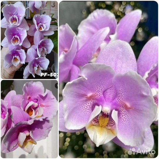 Орхидея фаленопсис бабочка
