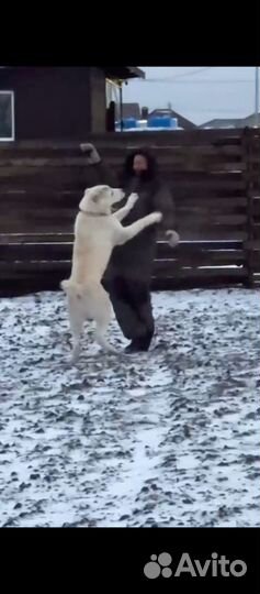 Вязка сао Алабай