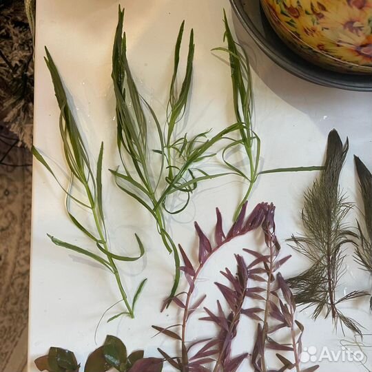 Аквариумные растения прополка