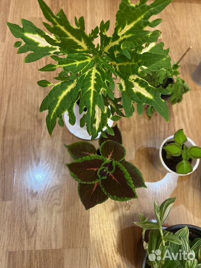 Комнатные цветы