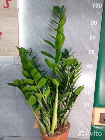 Замиокулькас