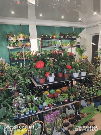 Комнатные домашние растения большие цветы