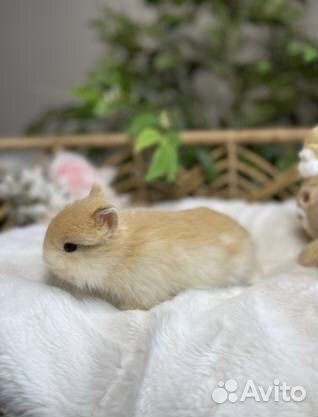 Карликовые Кролики из Питомника, Привитые объявление продам