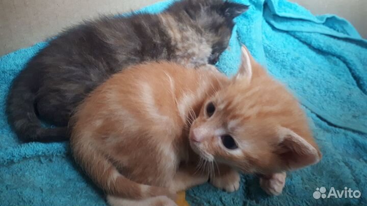 Котята отдам в добрые руки