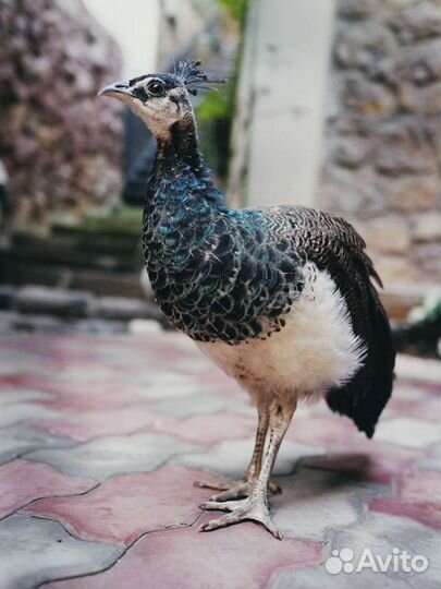 Павлины продажа