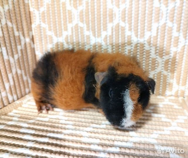 Морская свинка американский тедди