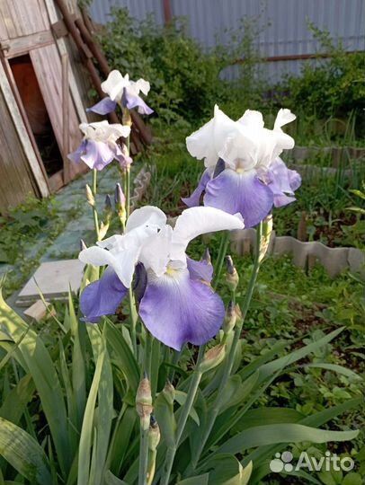 Цветы многолетники садовые