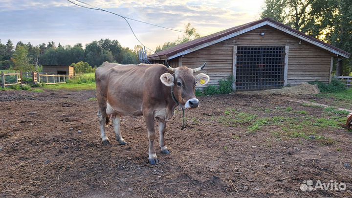 Швицкая корова 3 отела