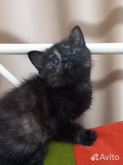 Котики бесплатно