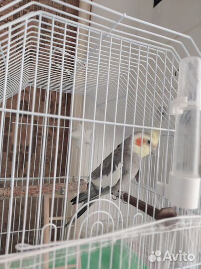 Продаётся попугай