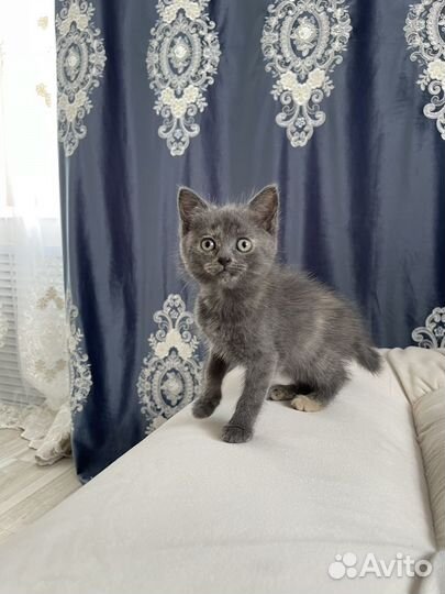 Котенок смесь с британцем