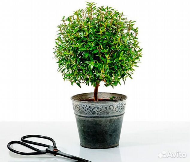 Мирт - дерево счастья