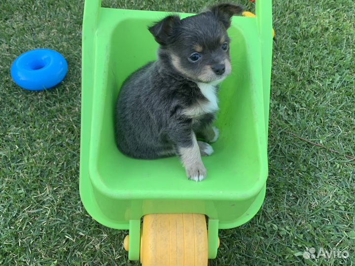 Щенки чихуахуа